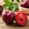 Plum tree 'Lovita'