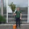 Plum tree 'Lovita'
