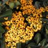 Firethorn Yellow