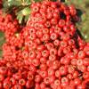 Firethorn Red