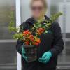 Firethorn Red