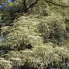 Wedding Cake Tree