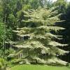 Wedding Cake Tree