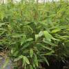 Bamboo Fargesia nitida 'Gansu'