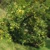 Quince Tree