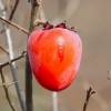 Kaki or Persimmon