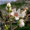 Nashi or Asian Pear