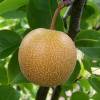 Nashi or Asian Pear