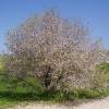 Almond tree