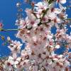 Almond tree