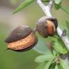 Almond tree