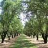 Almond tree