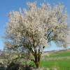 Almond tree