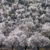 Almond tree