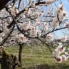 Apricot tree 'Bergeron'