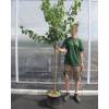 Apricot tree 'Bergeron'