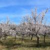 Apricot tree 'Rouge du Roussillon'