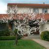 Apricot tree 'Rouge du Roussillon'