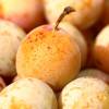 Plum tree 'Mirabelle de Nancy'