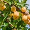 Plum tree 'Mirabelle de Nancy'