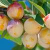 Plum tree 'Mirabelle de Nancy'