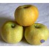 Apple tree 'Belchard Chantecler'