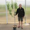 Apple tree 'Belchard Chantecler'