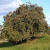 Apple tree 'Belle de Boskoop'