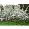 Apple tree 'Belle de Boskoop'