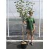 Apple tree 'Belle de Boskoop'