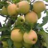 Apple tree 'Golden delicious'