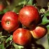 Apple tree 'Reine des reinettes'