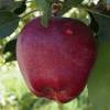 Apple tree 'Starkrimson'