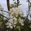 Pear tree 'Beurr hardy'