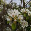 Pear tree 'Beurr hardy'