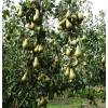 Pear tree 'Conference'