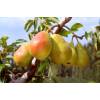 Pear tree 'Doctor Jules Guyot'