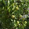 Pear tree 'Doyenne du Comice'