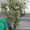 Pear tree 'Doyenne du Comice'