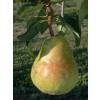 Pear tree 'Williams'