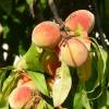 Vine peach tree with red flesh