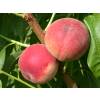 Peach tree with white flesh