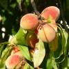 Vine peach tree with white flesh