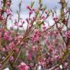 Peach tree with yellow flesh