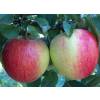 Apple tree 'Corail Pinova'