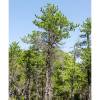 Pine, Jack