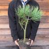 Pine, Jeffrey