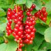 Currant, Red