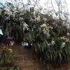 Clematis armandii