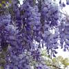 Wisteria blue